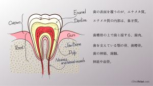 つるみ矯正歯科　歯の構造